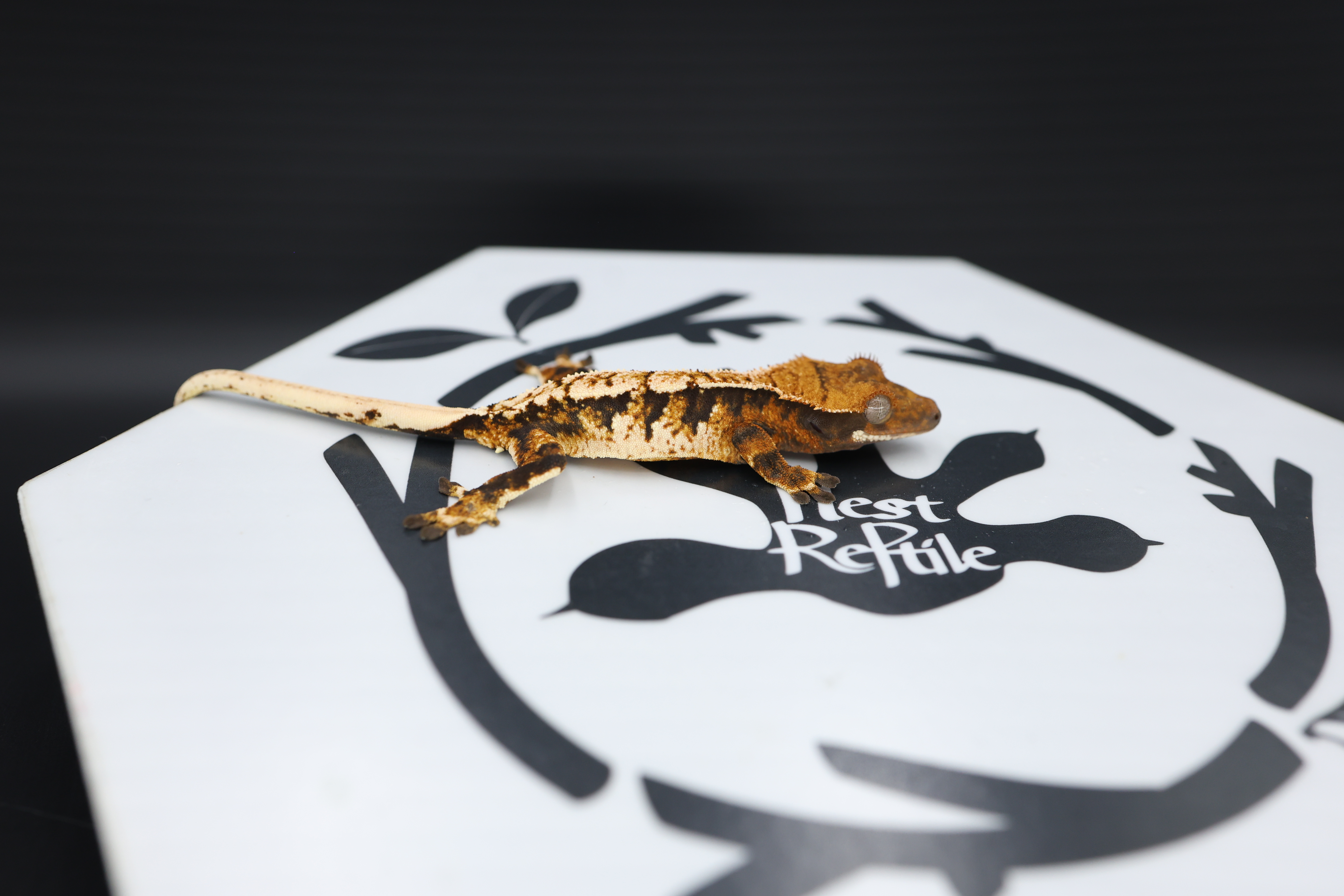 Normal Tri Tangerine White Spot Extreme Harlequin