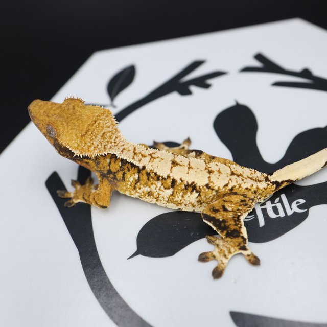 Normal Tri Extreme Harlequin White Pin White Spot Tangerine