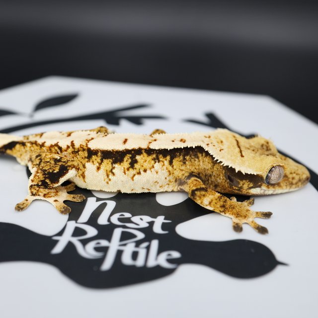 Normal Tri Extreme Harlequin Solid Back White Pin White Spot