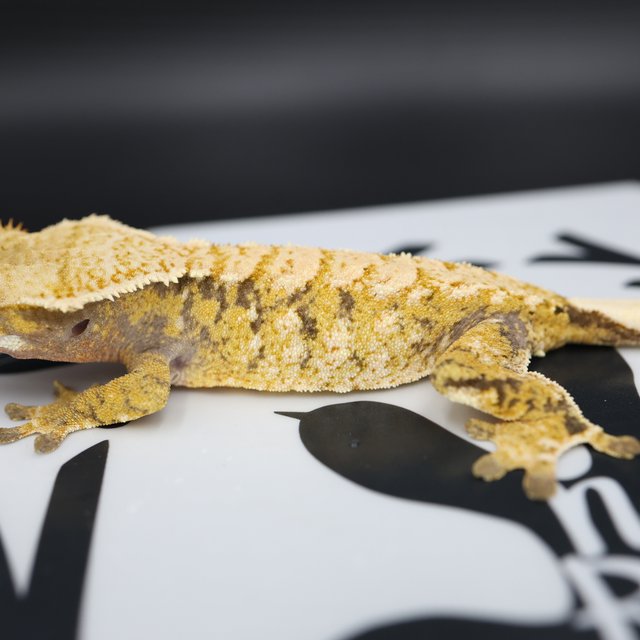 White Spot Extreme Harlequin Tri White Pin Normal