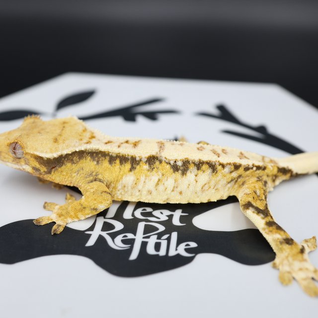 Normal Tri Extreme Harlequin White Spot White Pin Drippy