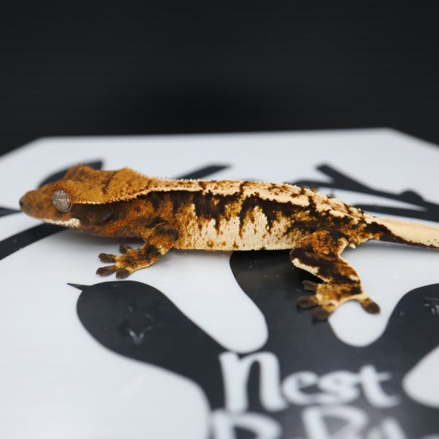 Normal Tri Tangerine White Spot Extreme Harlequin