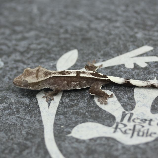 Axanthic White Pin Altitude