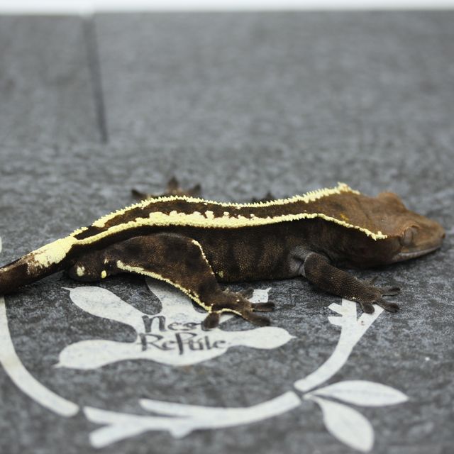 Empty Back White Pin Cappuccino