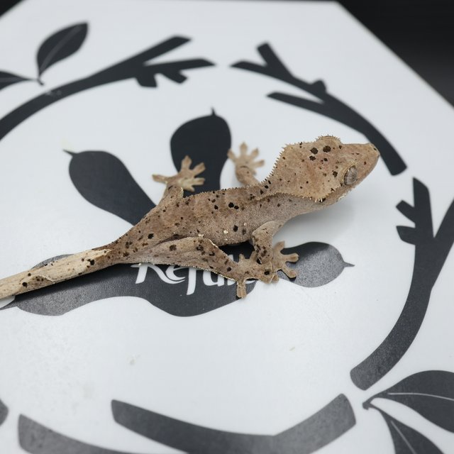 Normal Super Dalmatian