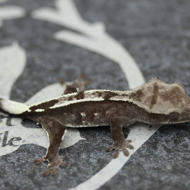 Axanthic White Pin Altitude