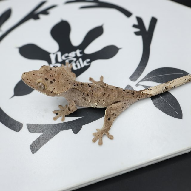 Normal Super Dalmatian