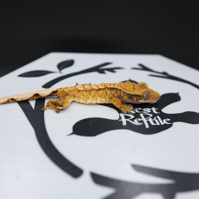 Normal Tri White Spot Extreme Harlequin Tangerine