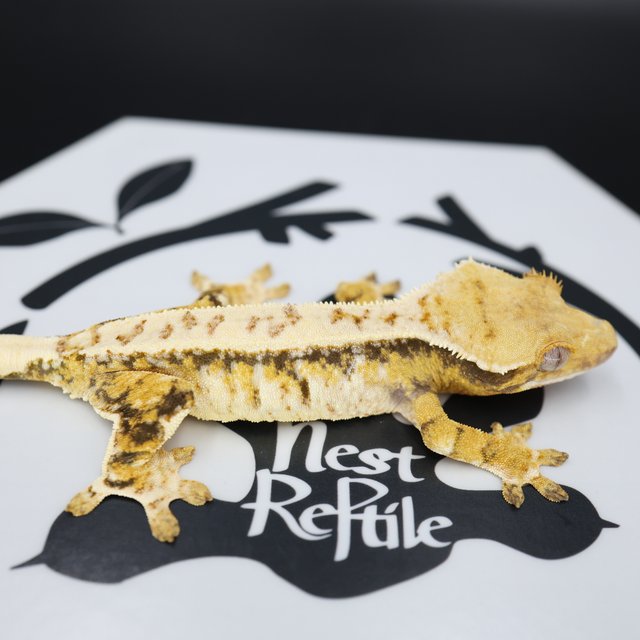 Normal Tri Extreme Harlequin White Spot White Pin Drippy