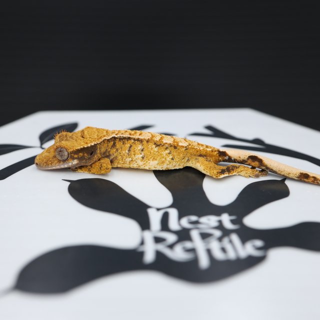 Normal Tri White Spot Extreme Harlequin Tangerine