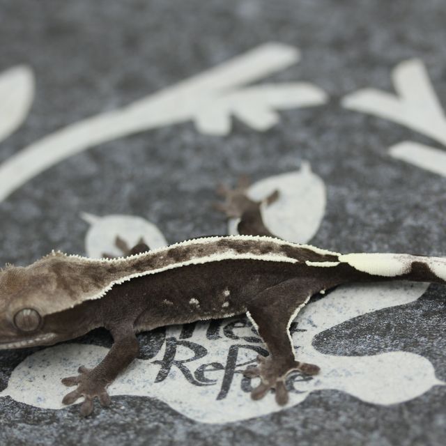 Altitude White Pin Axanthic