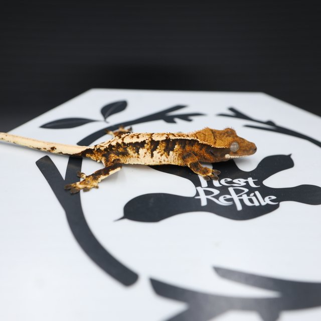 Normal Tri Tangerine White Spot Extreme Harlequin