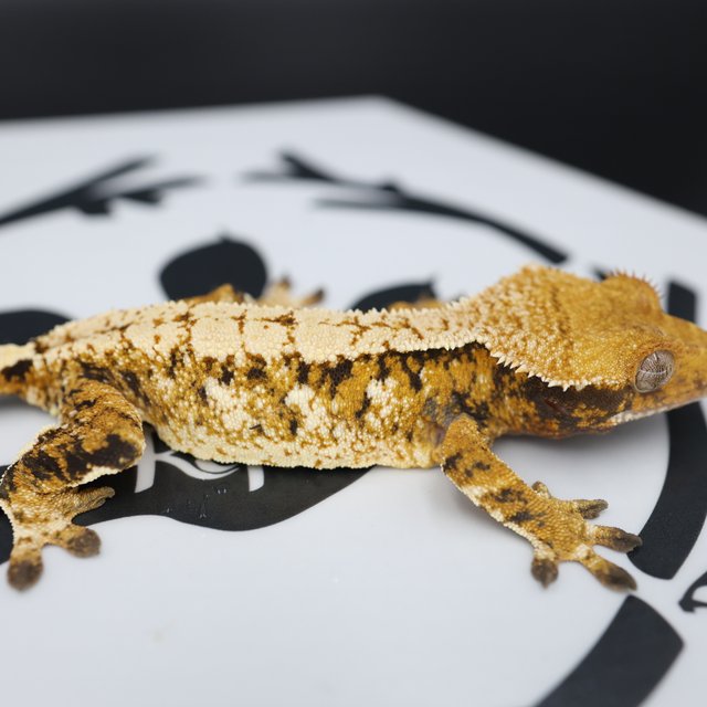 Normal Tri Extreme Harlequin White Pin White Spot Tangerine