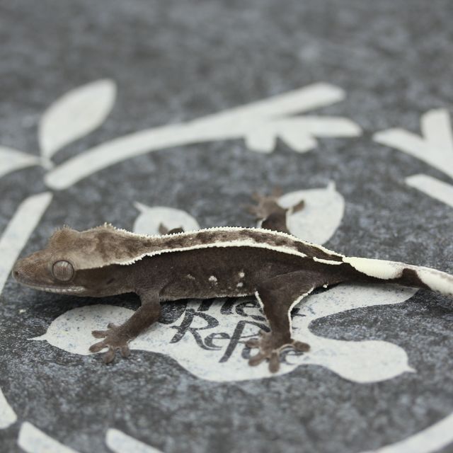 Altitude White Pin Axanthic