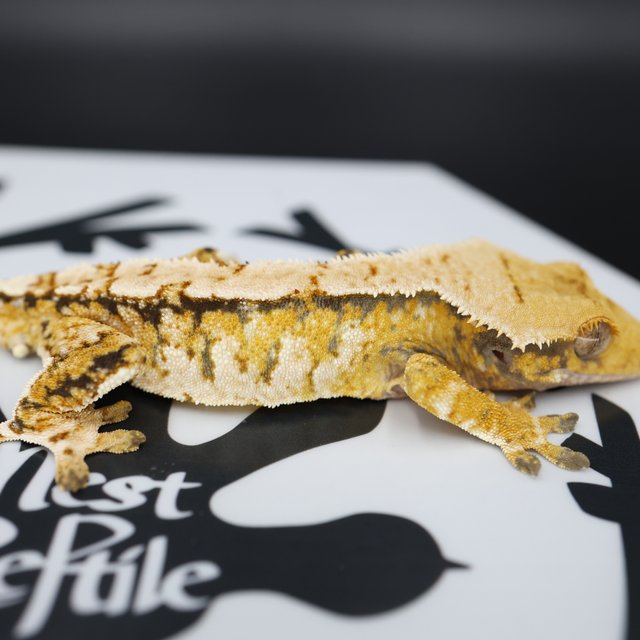 Normal Tri Extreme Harlequin White Spot White Pin Solid Back