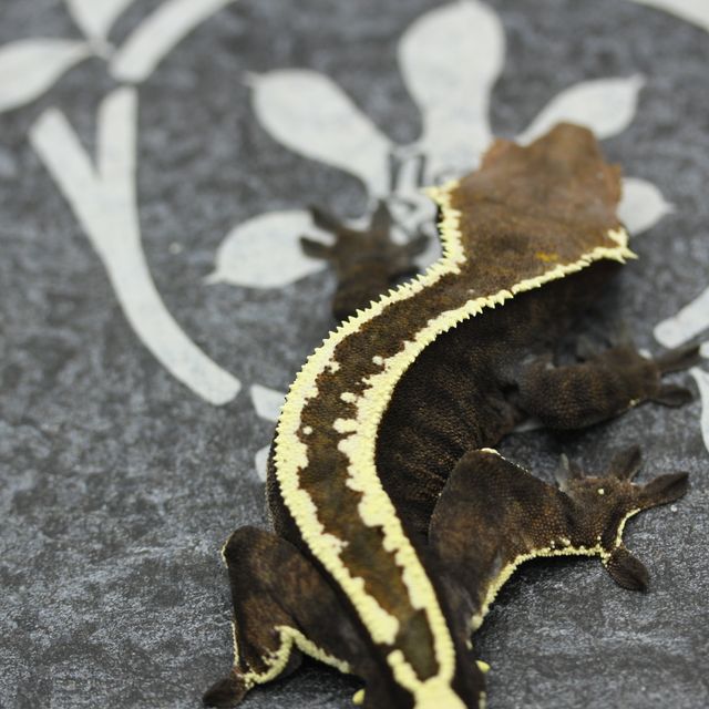 Empty Back White Pin Cappuccino