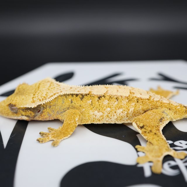 Normal Tri Extreme Harlequin White Spot White Pin Solid Back