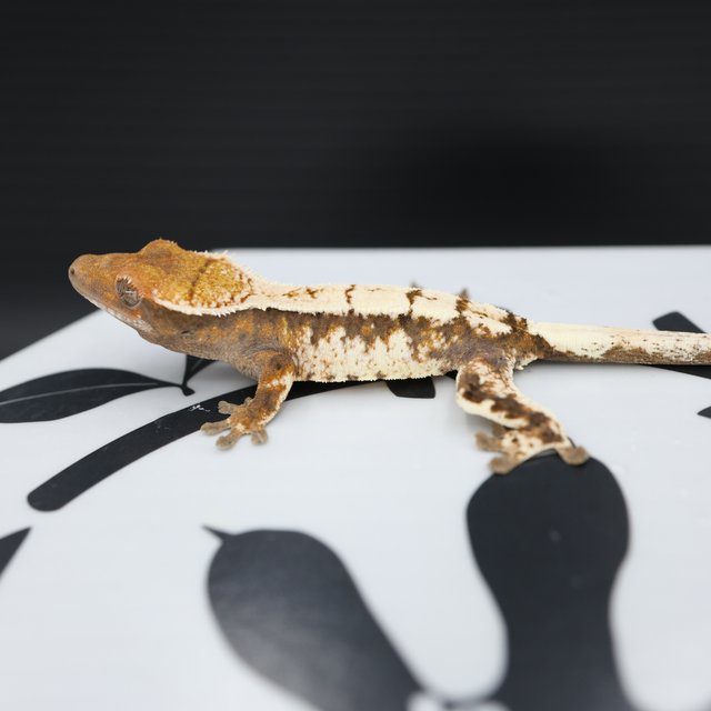 Sable Tri White Spot White Pin Solid Back