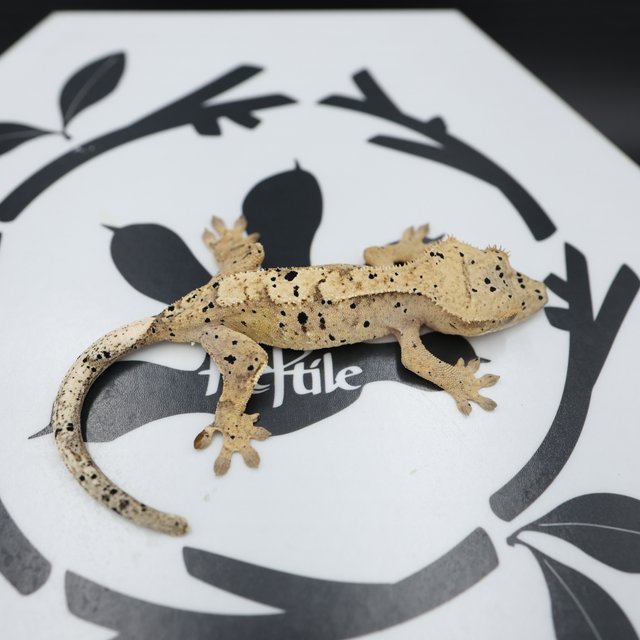 Normal Super Dalmatian