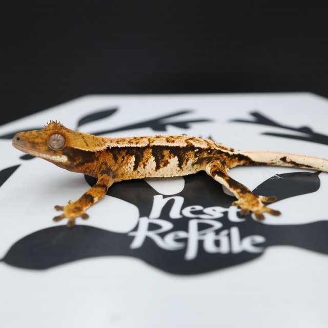 Normal Tri Tangerine Pinstripe White Spot Extreme Harlequin