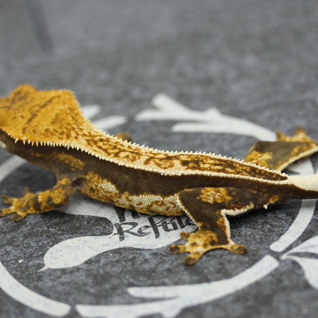 Tangerine Altitude Empty Back White Pin