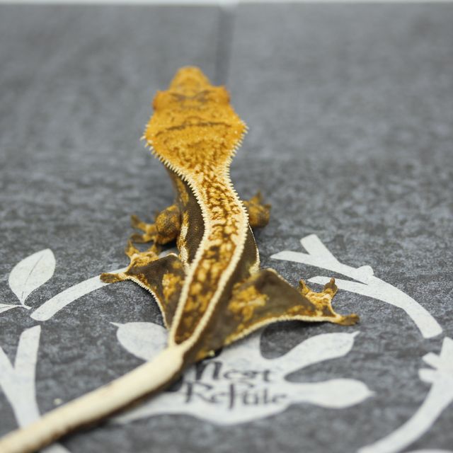 Tangerine Altitude Empty Back White Pin