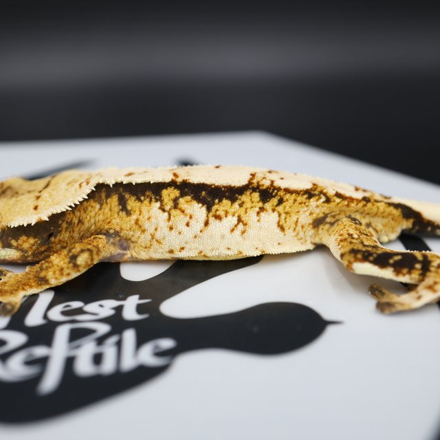 Normal Tri Extreme Harlequin Solid Back White Pin White Spot