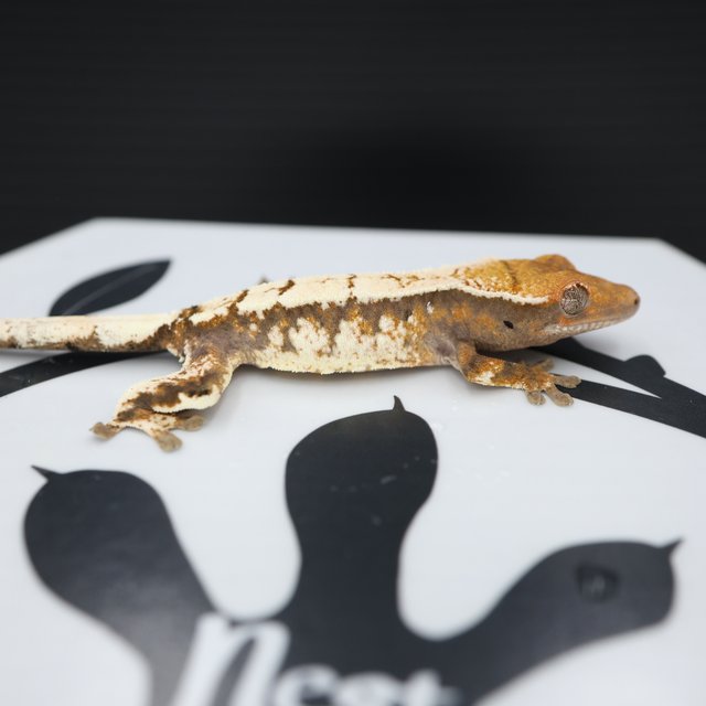 Sable Tri White Spot White Pin Solid Back