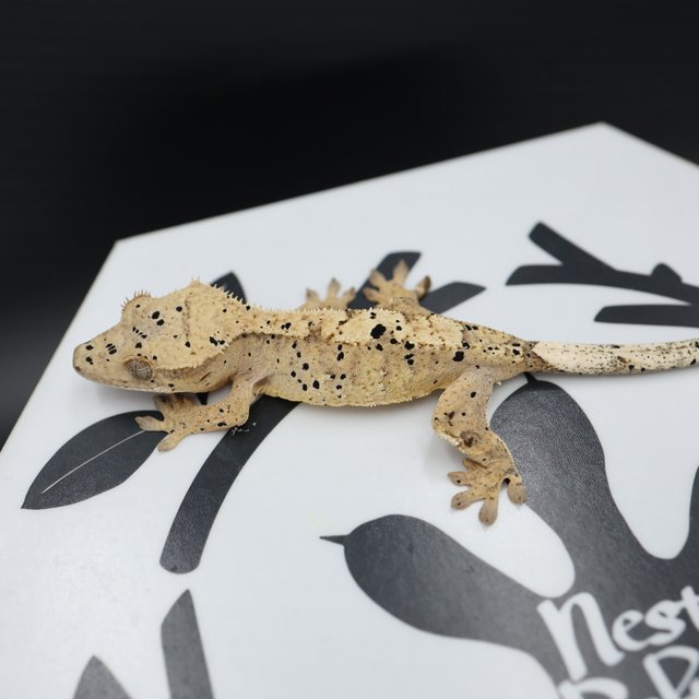 Normal Super Dalmatian