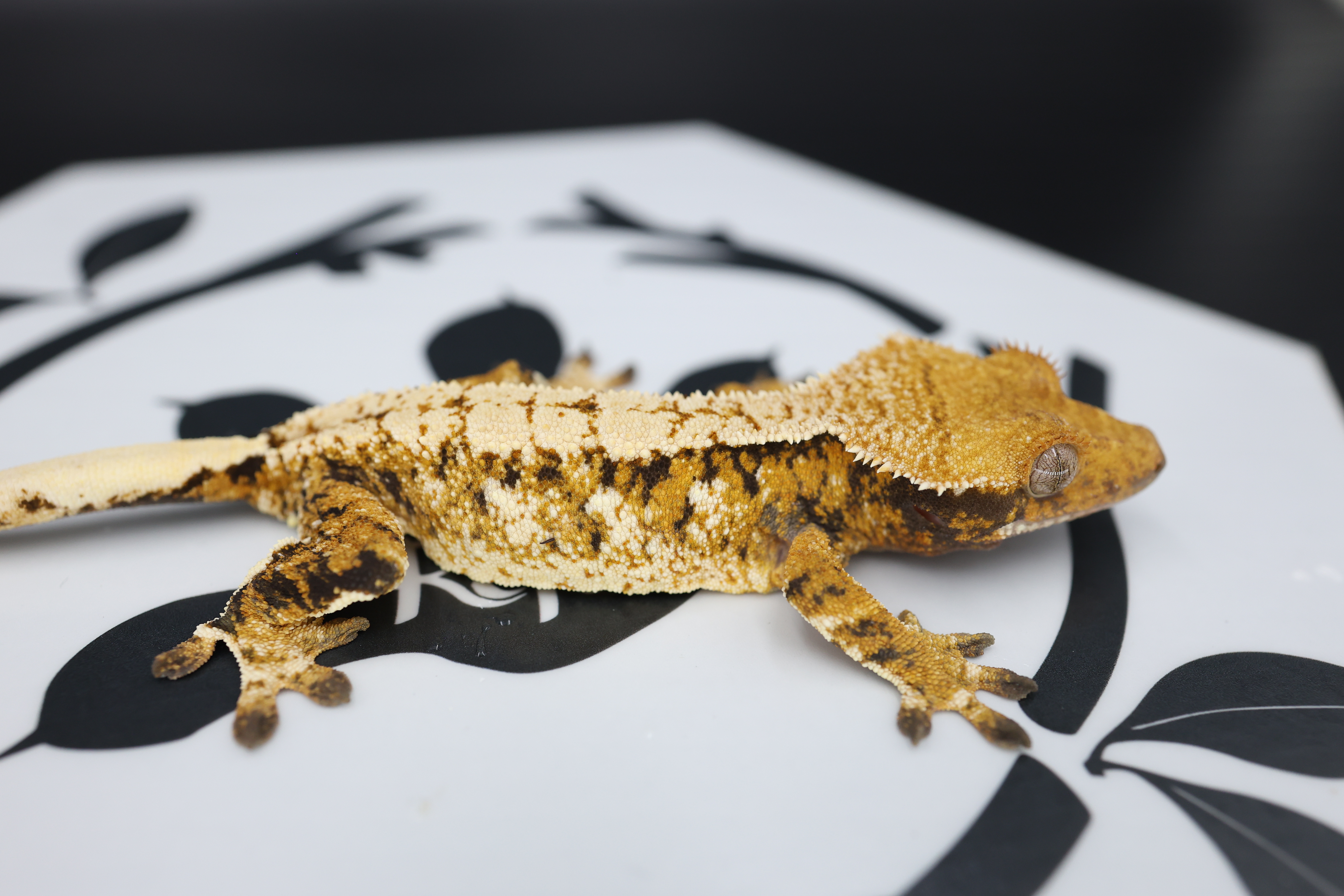 Normal Tri Extreme Harlequin White Pin White Spot Tangerine