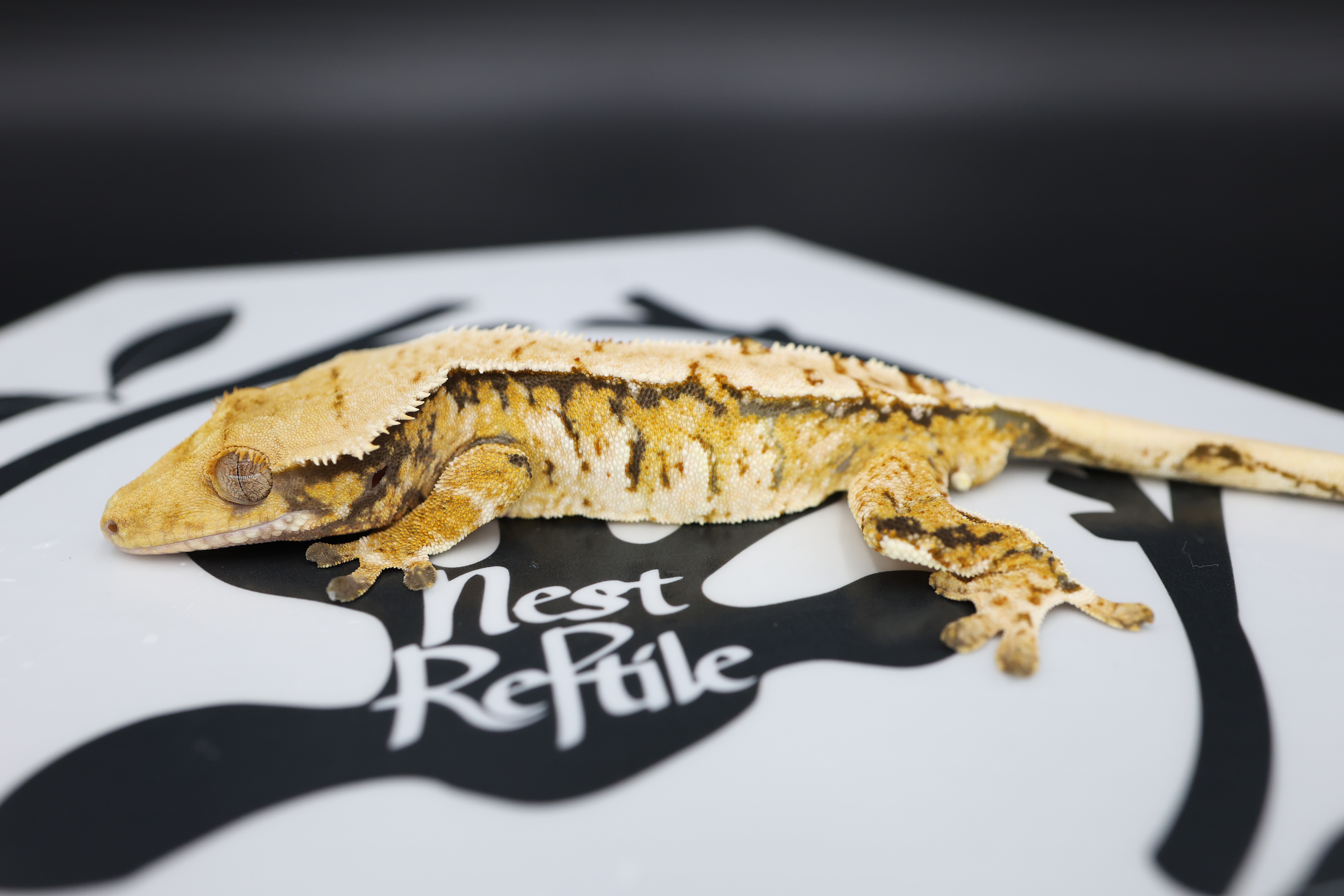 Normal Tri Extreme Harlequin White Spot White Pin Solid Back