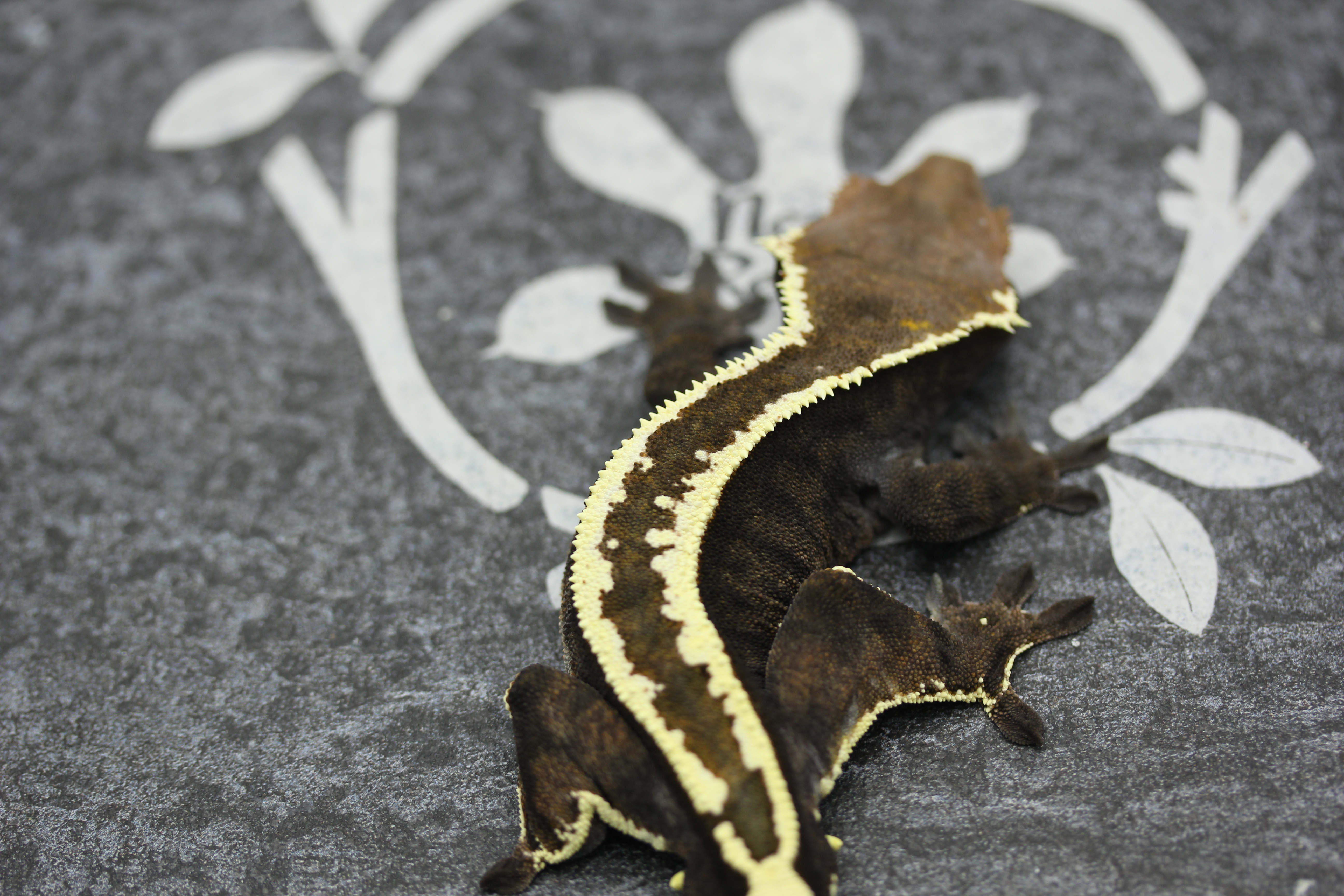 Empty Back White Pin Cappuccino