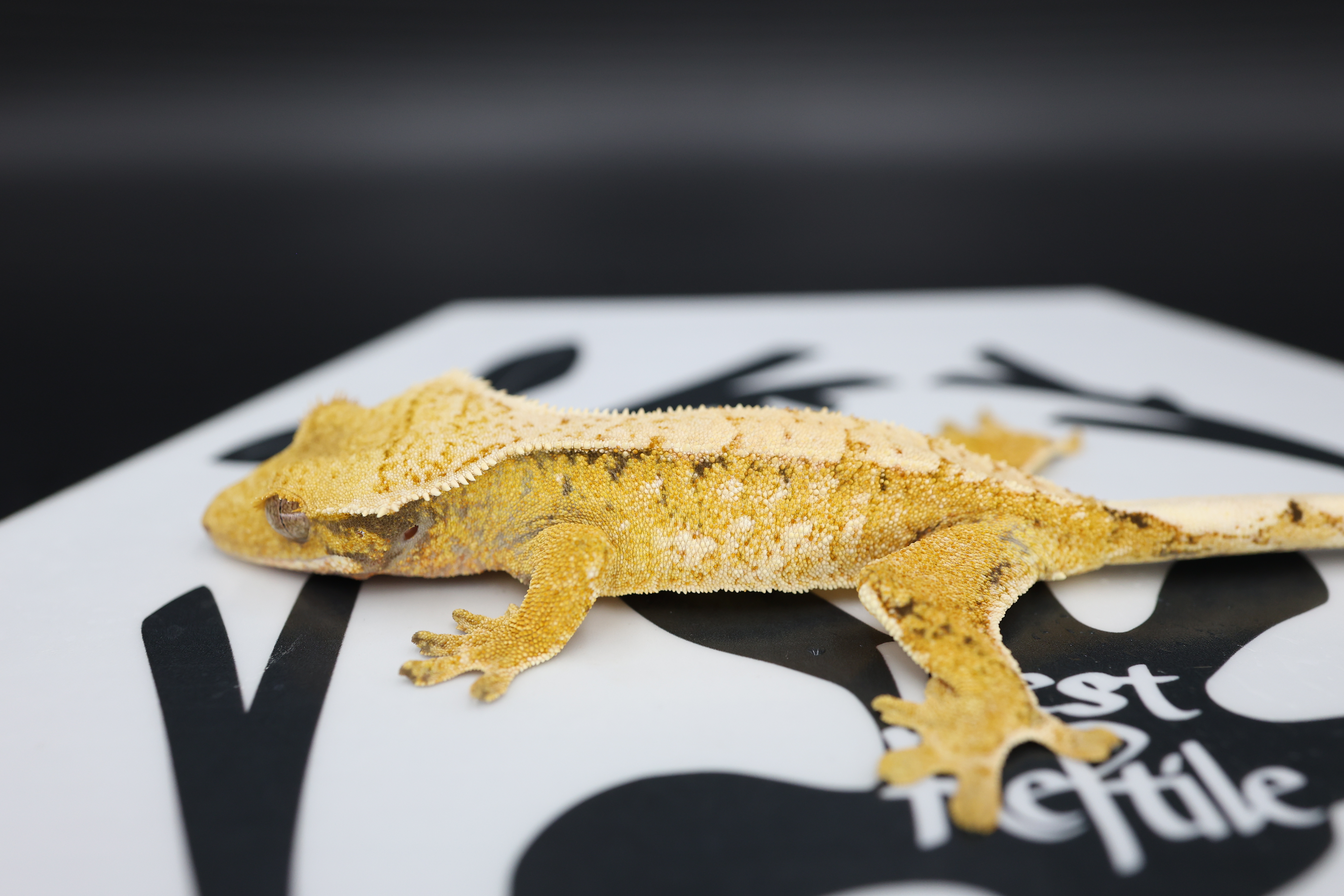 Normal Tri Extreme Harlequin White Spot White Pin Solid Back