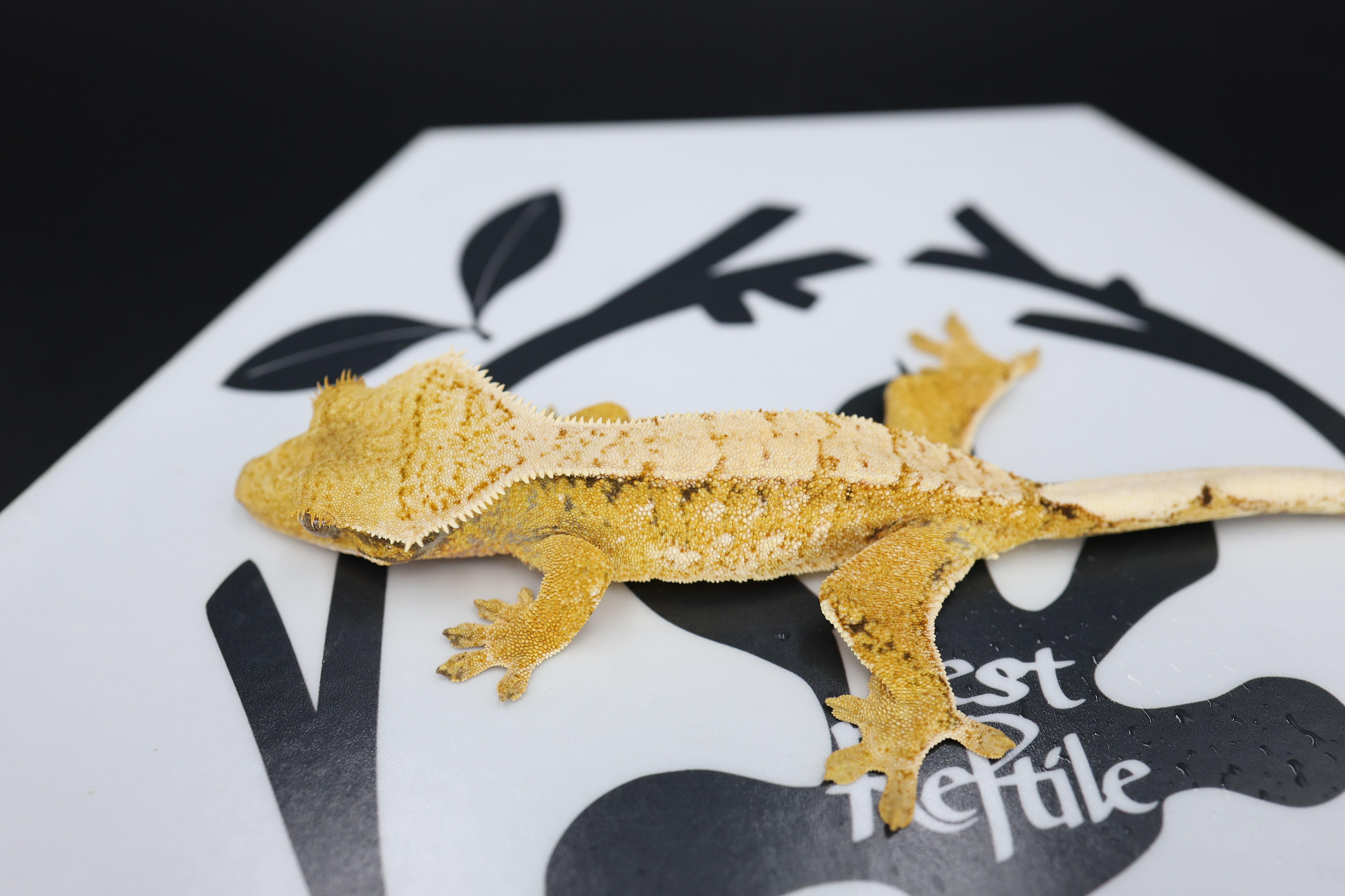 Normal Tri Extreme Harlequin White Spot White Pin Solid Back