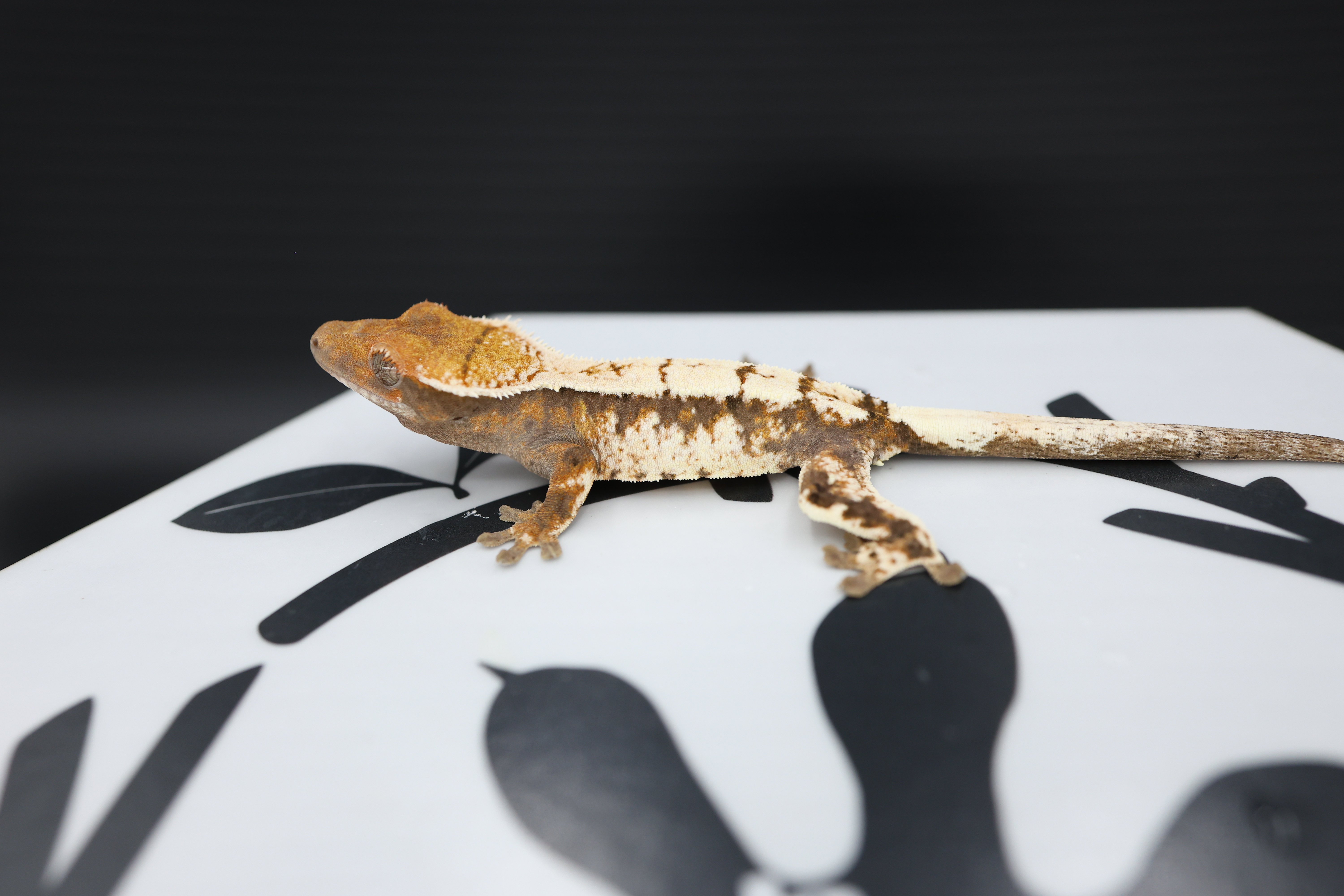 Sable Tri White Spot White Pin Solid Back