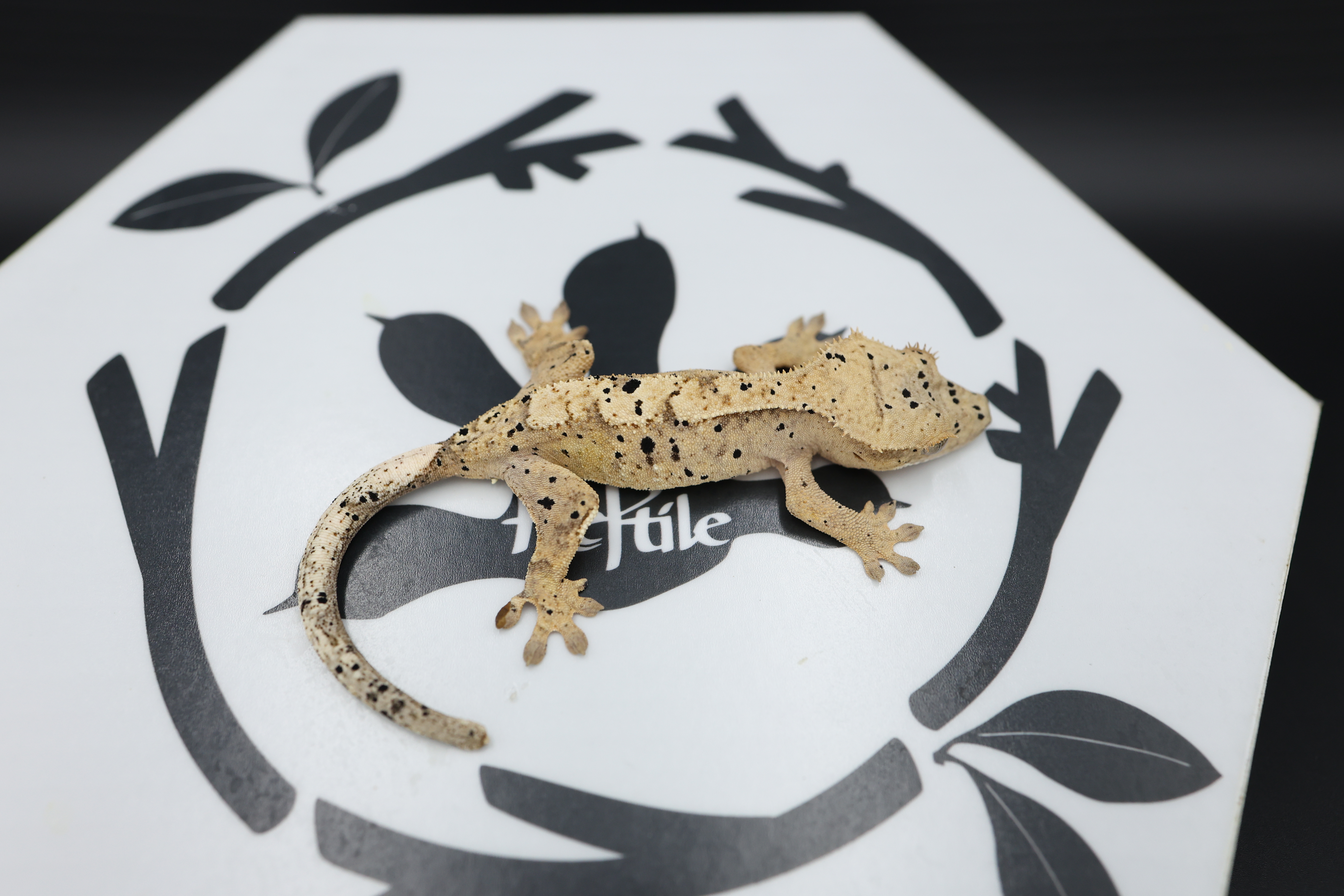 Normal Super Dalmatian