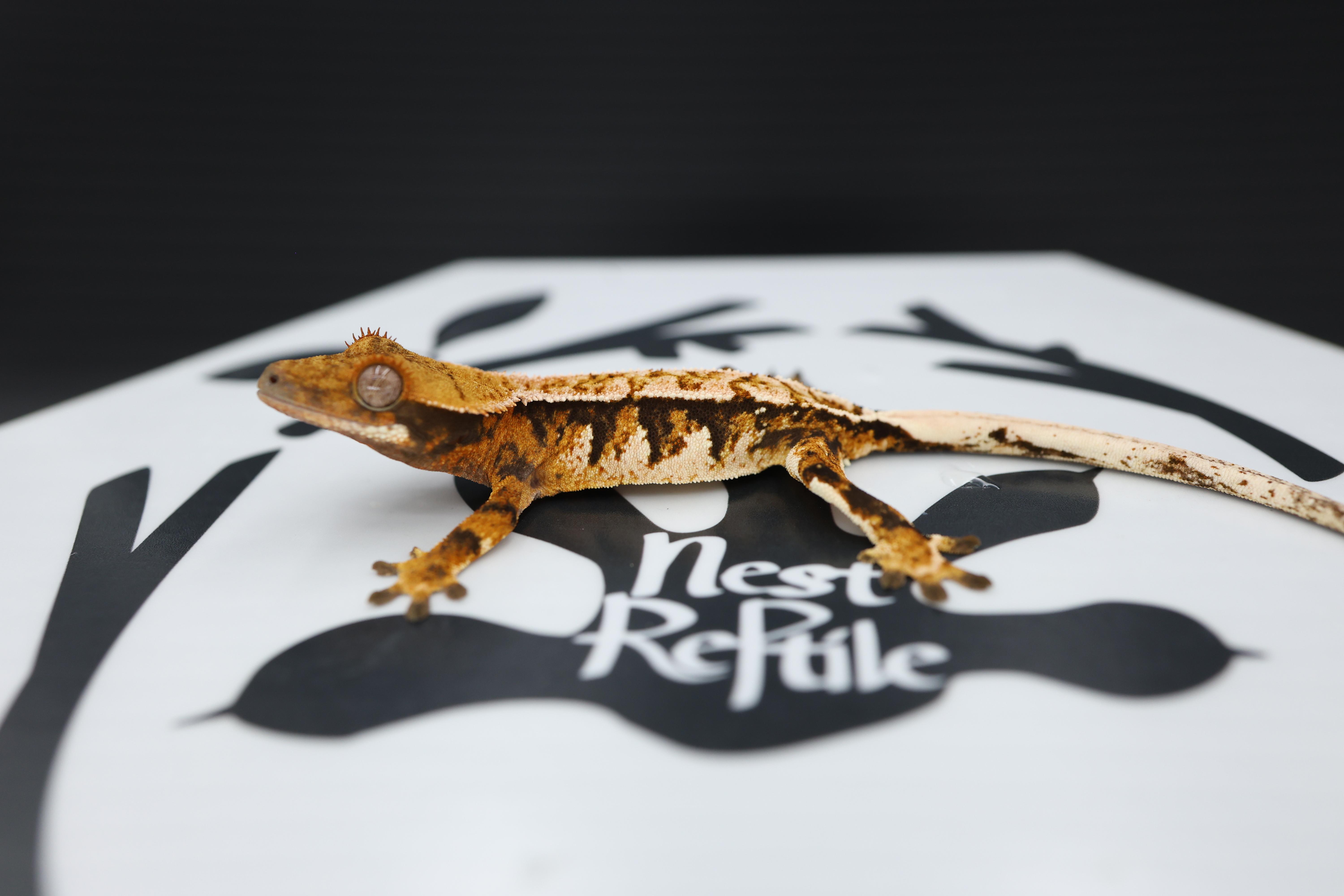 Normal Tri Tangerine Pinstripe White Spot Extreme Harlequin