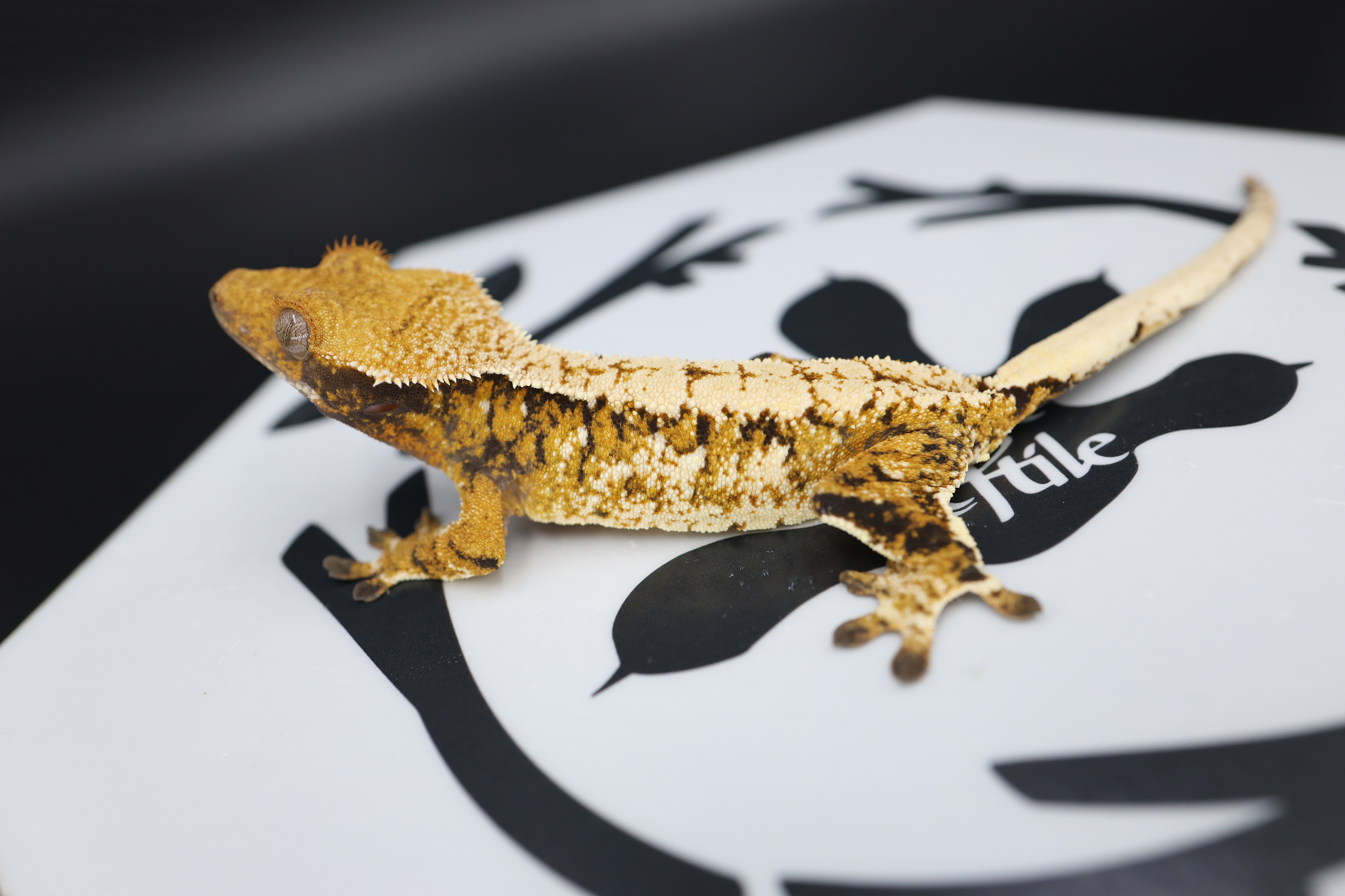 Normal Tri Extreme Harlequin White Pin White Spot Tangerine