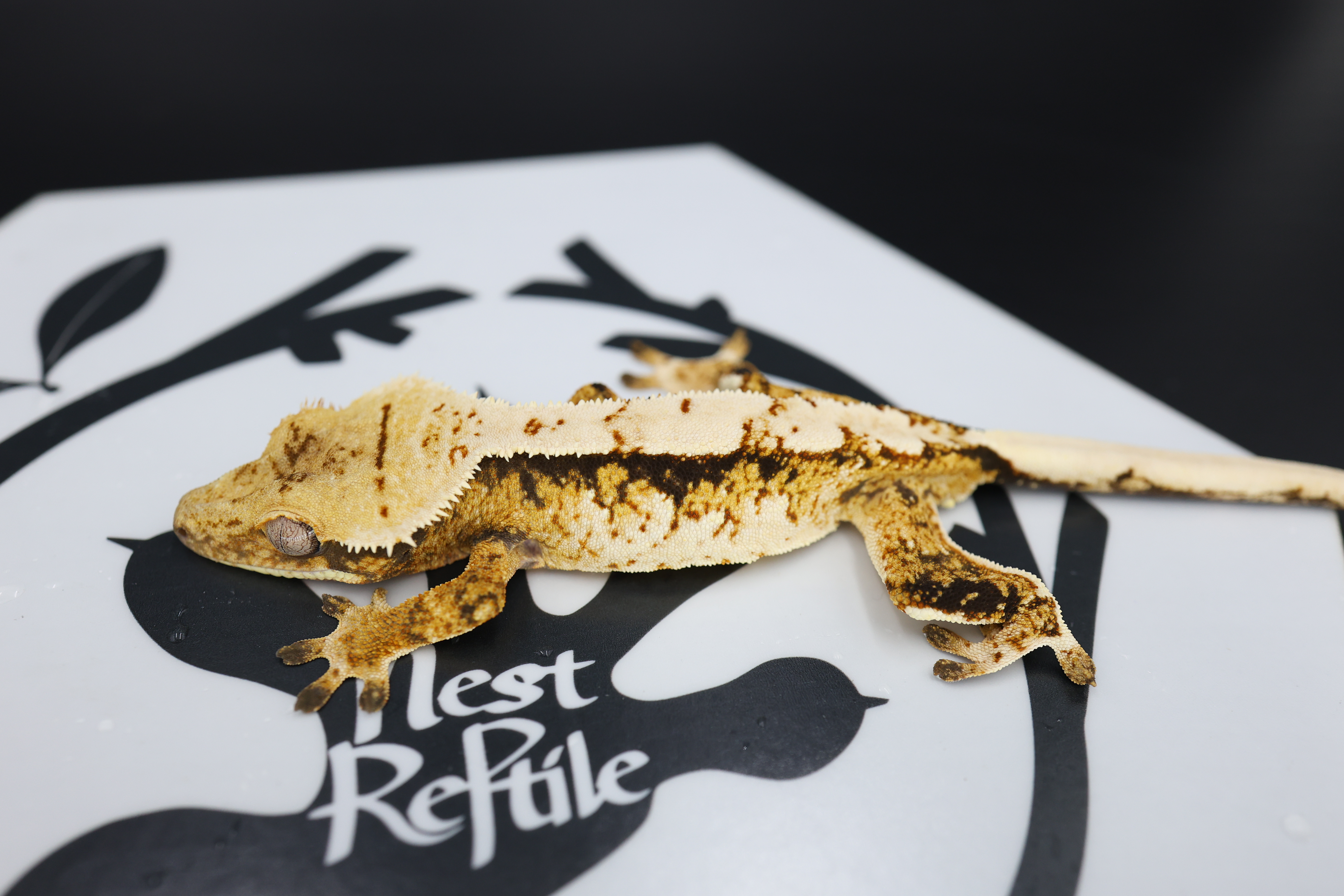 Normal Tri Extreme Harlequin Solid Back White Pin White Spot