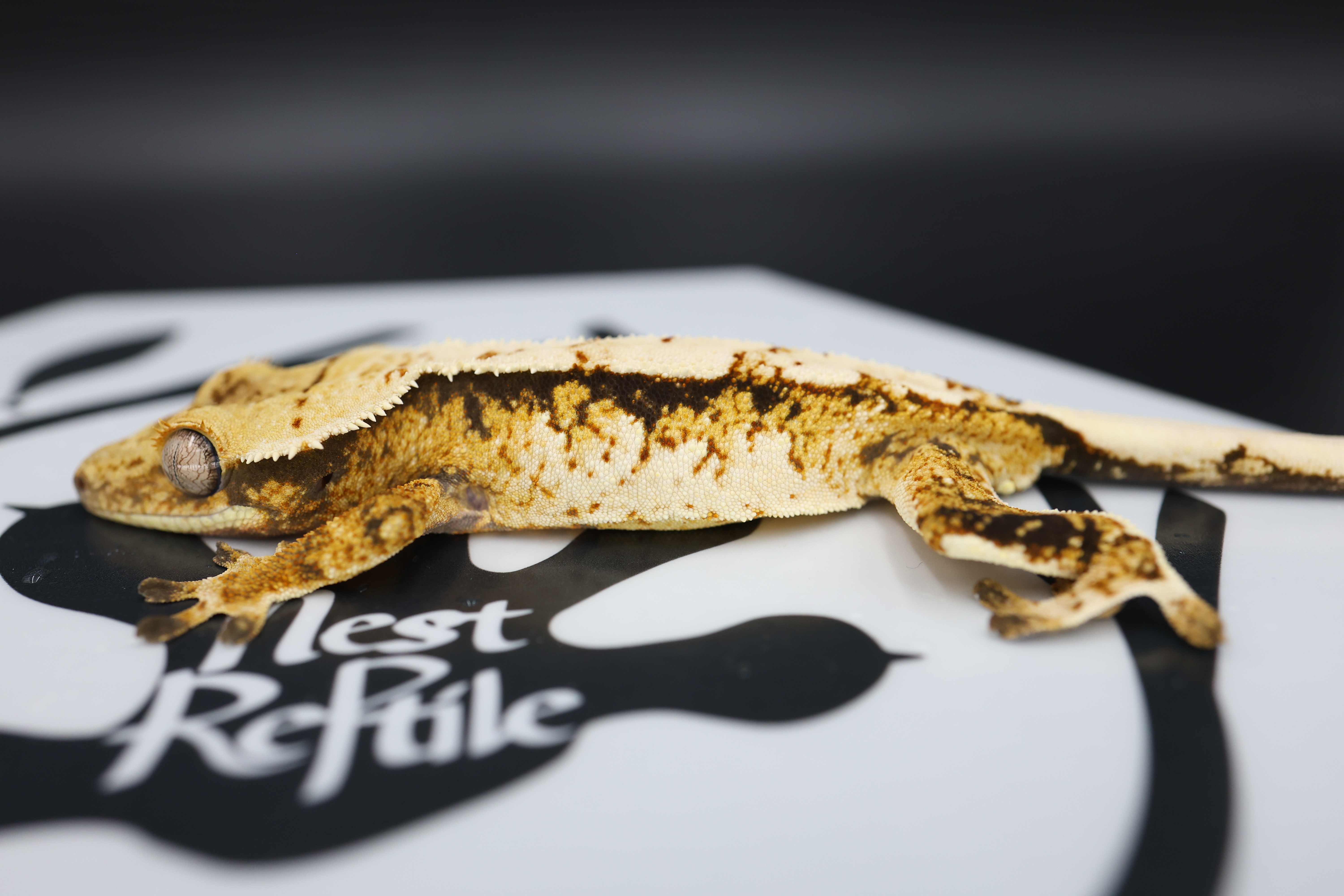 Normal Tri Extreme Harlequin Solid Back White Pin White Spot