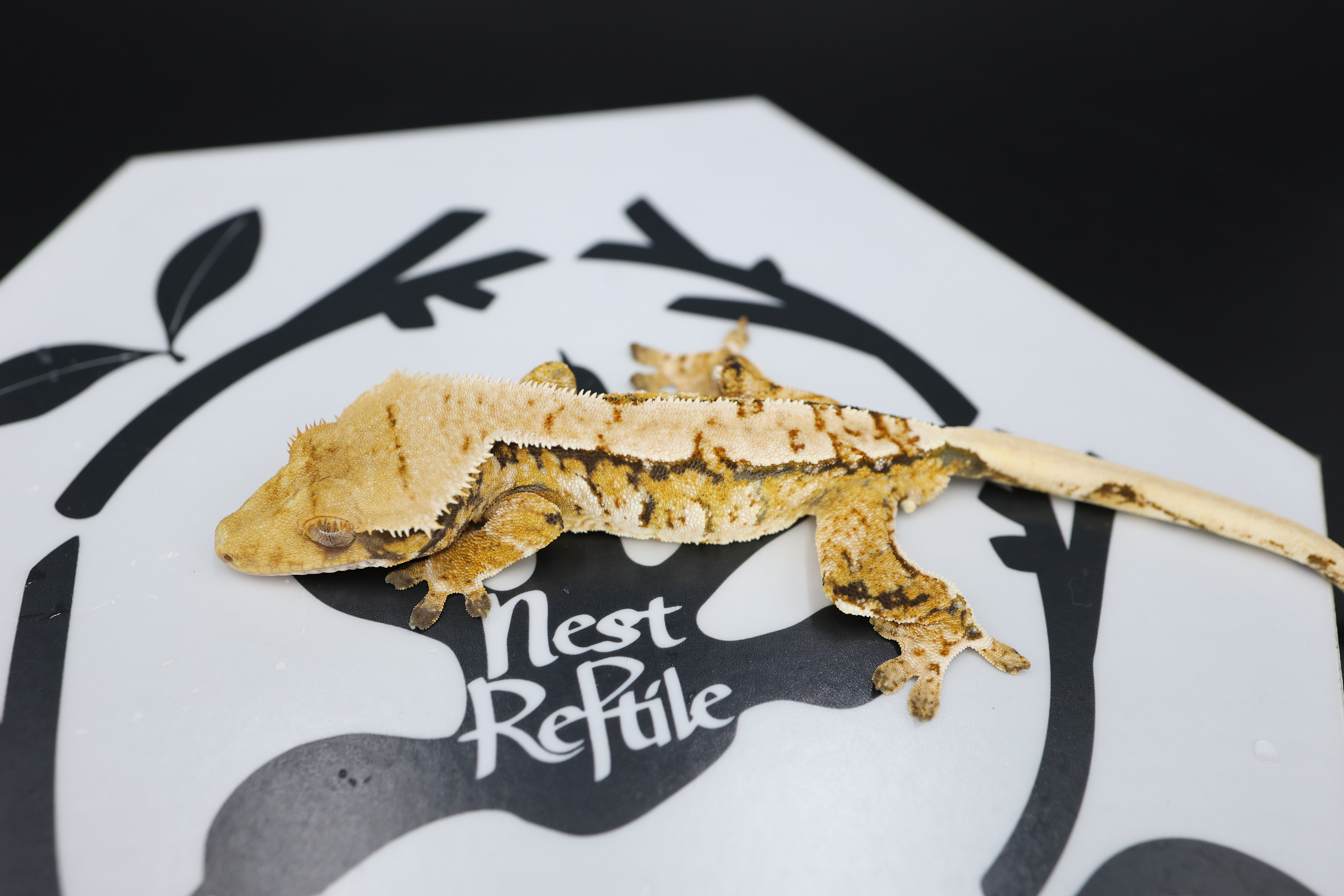 Normal Tri Extreme Harlequin White Spot White Pin Solid Back