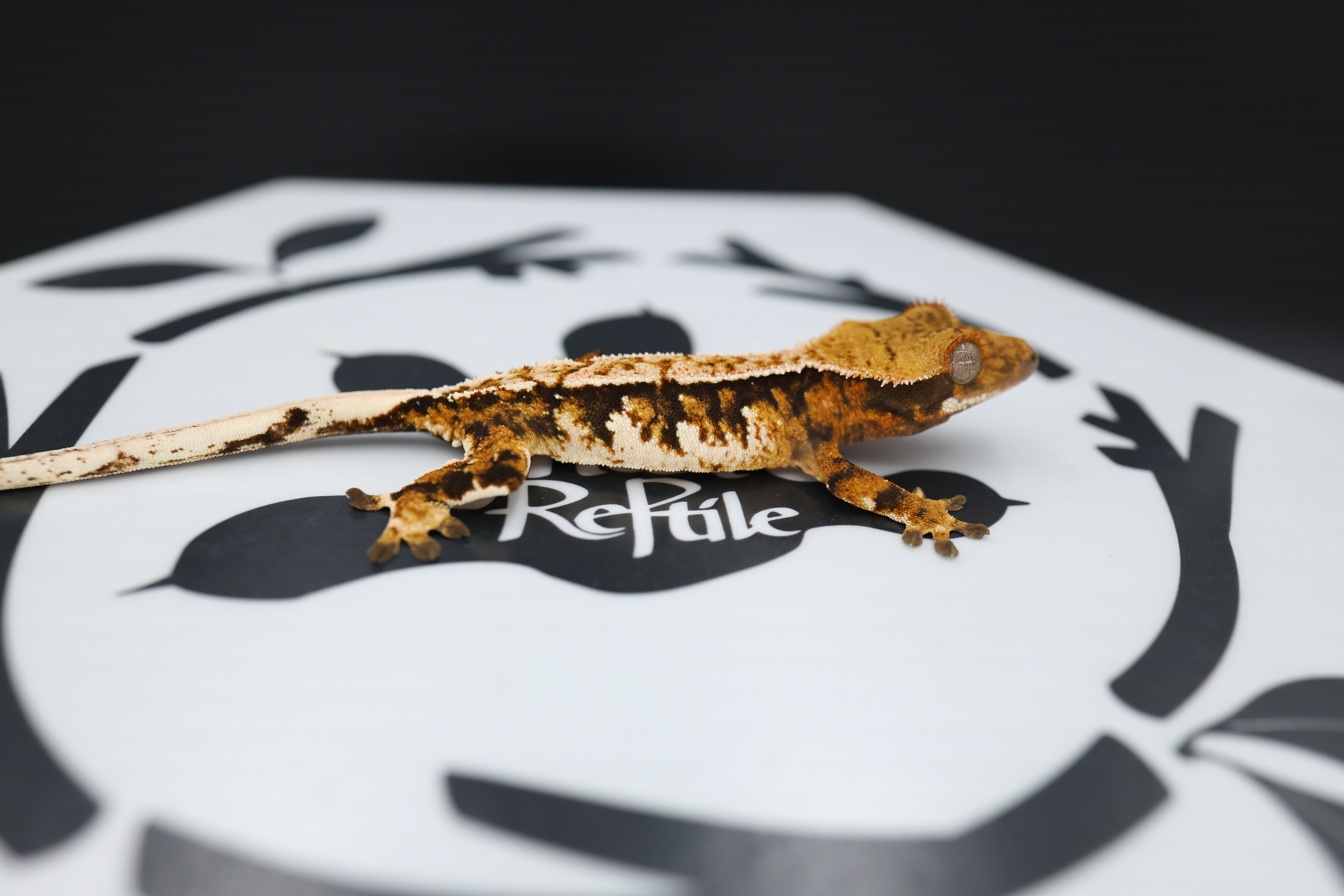 Normal Tri Tangerine Pinstripe White Spot Extreme Harlequin