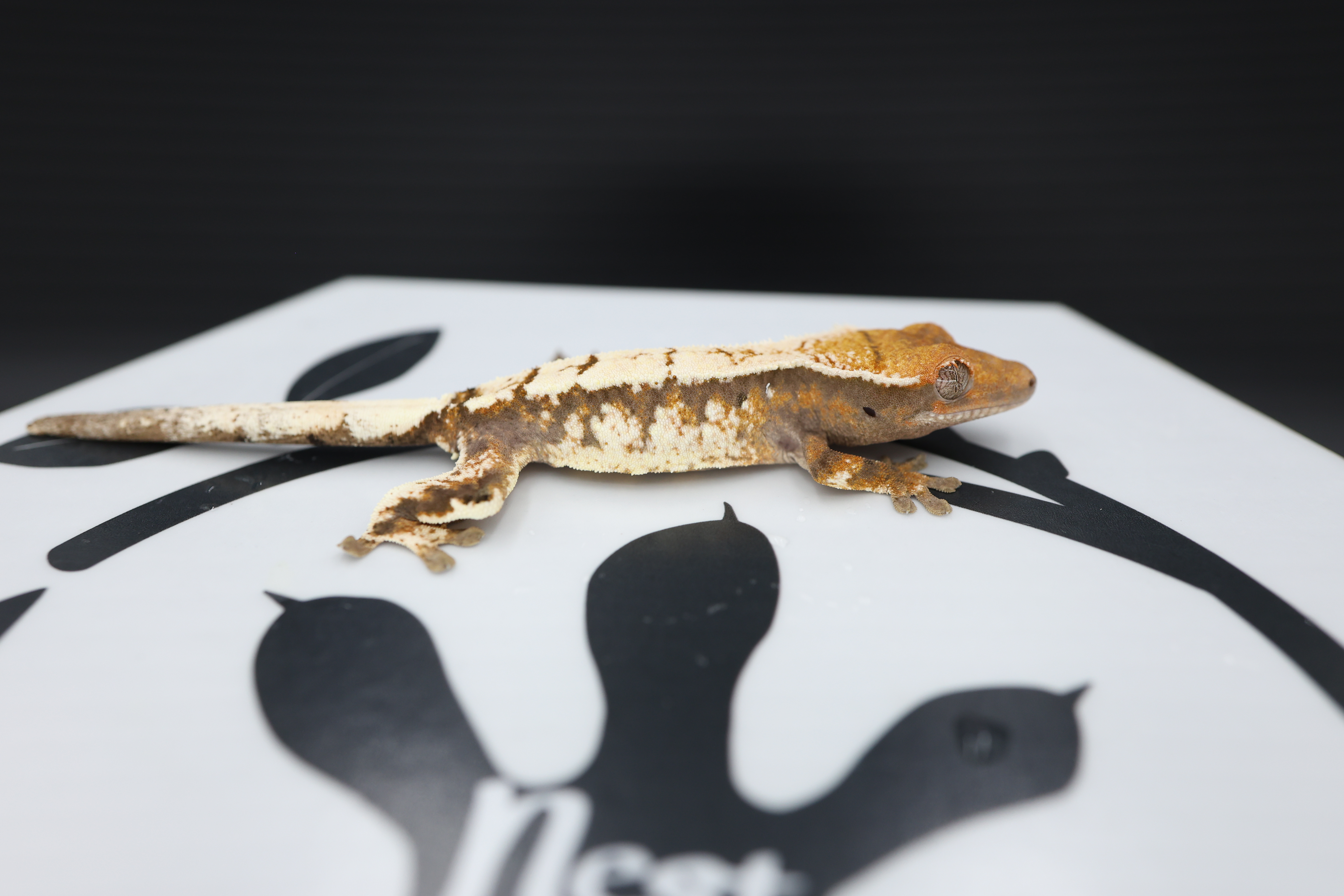 Sable Tri White Spot White Pin Solid Back