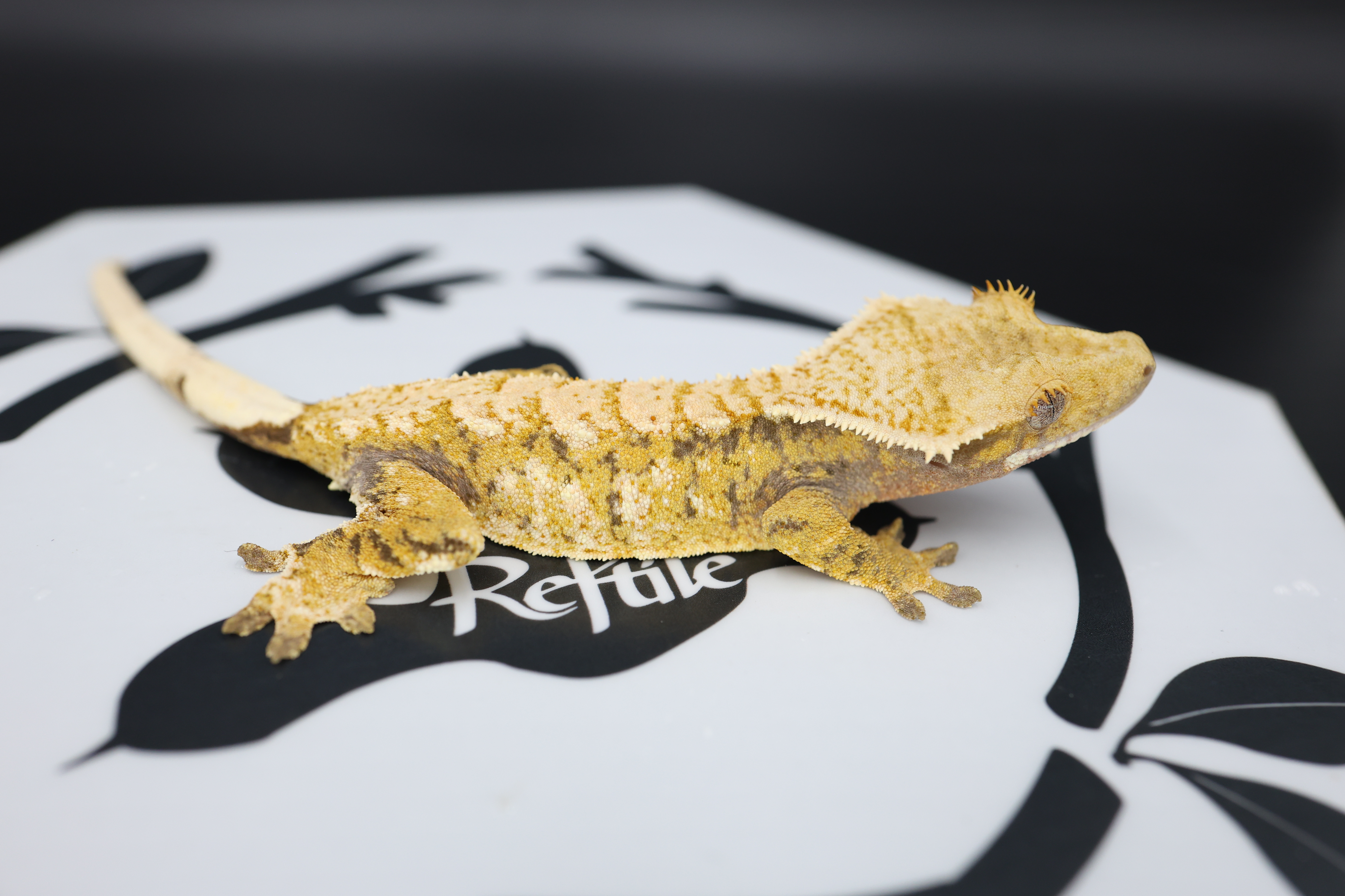 White Spot Extreme Harlequin Tri White Pin Normal