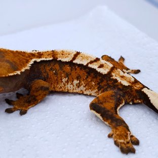 Tangerine Tri Extreme Harlequin