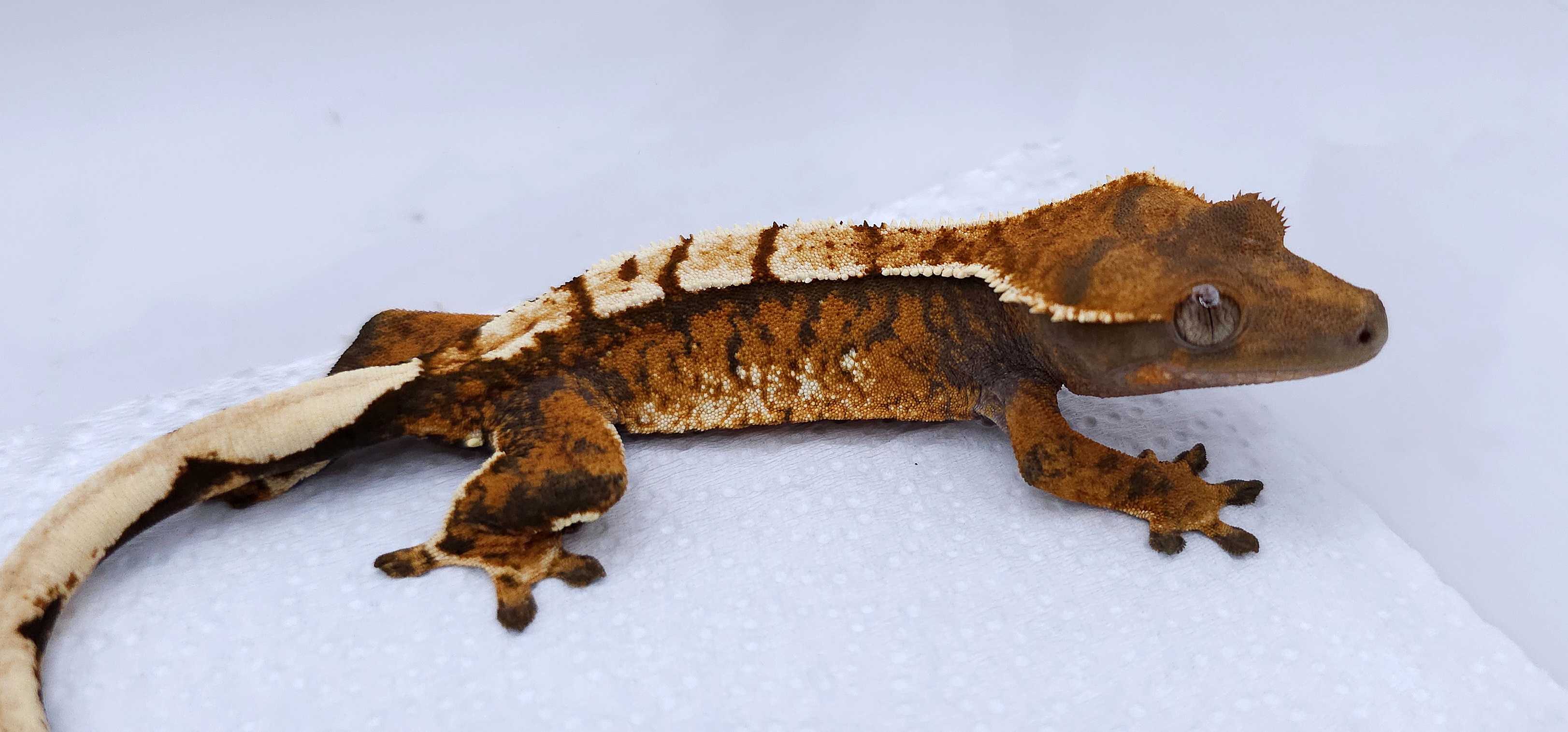 Tangerine Tri Extreme Harlequin