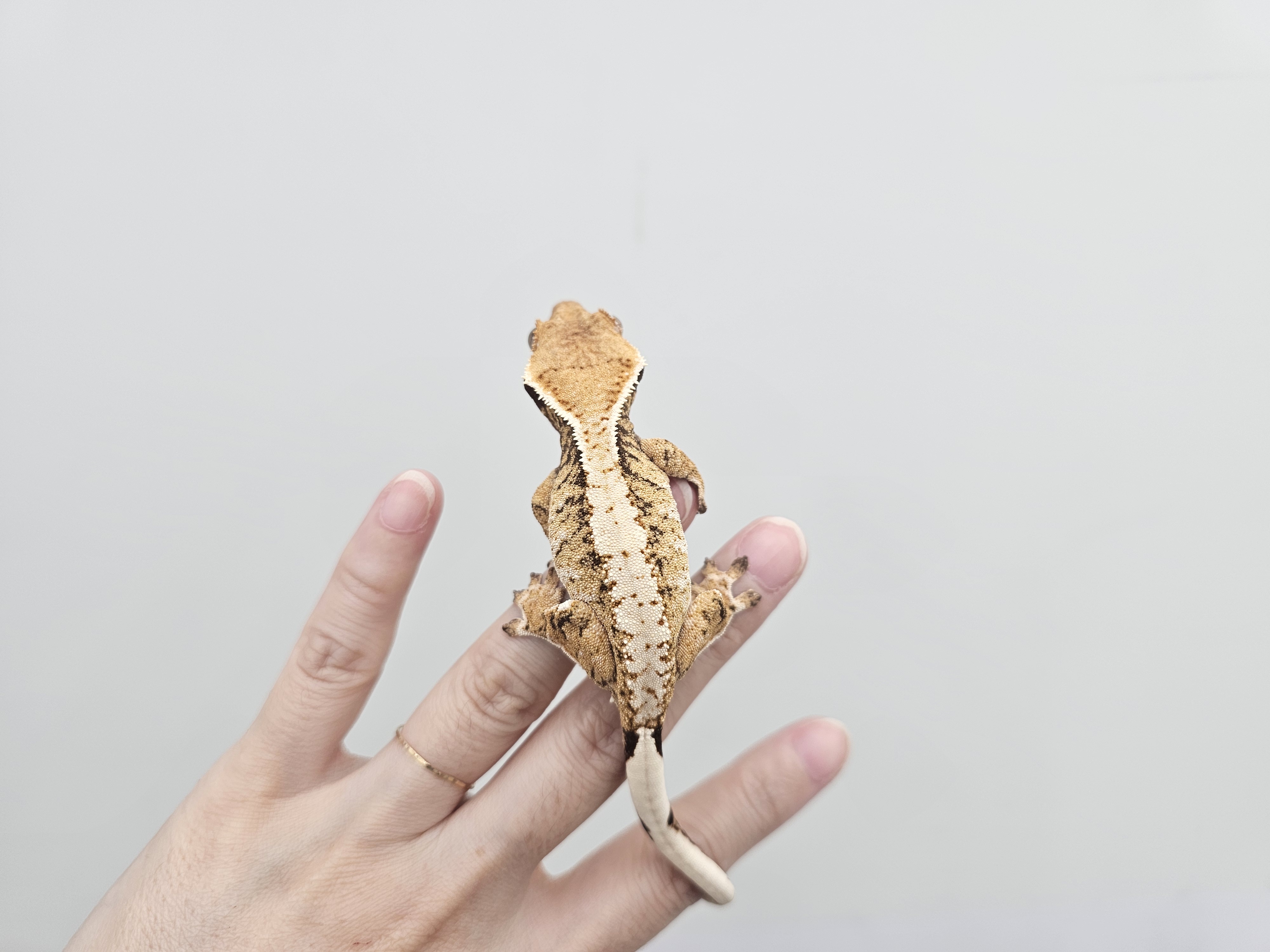 Extreme Harlequin Tri