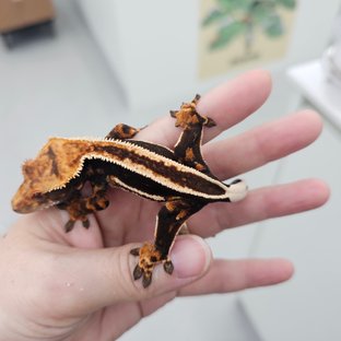 Super Stripe Empty Back