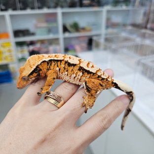 Tangerine Extreme Harlequin Tri