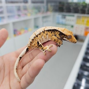 Tri Extreme Harlequin Barb